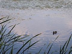 -野鸭湖国家湿地公园