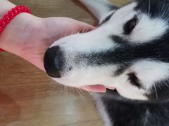 -Husky Go! 哈士奇体验馆·宠物咖啡厅狗咖