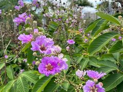 -金鸡岭桥头公园