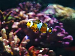 -暹罗海洋世界