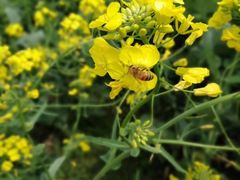 -桑洲油菜花景区