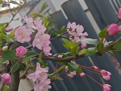 -中海·庐山西海君澜度假酒店·味屿全日制餐厅