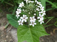 -碓臼峪自然风景区