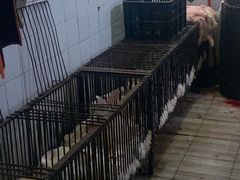 -温江公平红烧兔(总店)