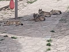 -西霞口神雕山野生动物世界