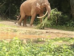 -广州长隆国际大马戏