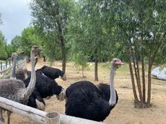 -大连森林动物园