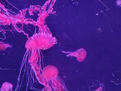 -珠海长隆海洋王国
