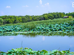 -同里国家湿地公园