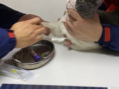 -伟伟宠物医院·CT影像中心·瑞派犬猫综合性门诊(汉口总院)