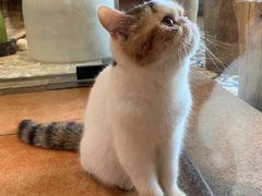 -more than meow吴止猫主题餐厅(承德 中船汇店)