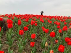 -径山花海