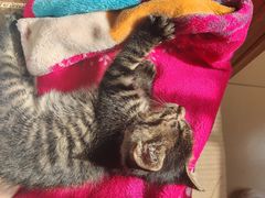 -艾贝尔宠物医院 ·内科全科(梁溪路店)