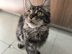 -宠爱国际动物医院·消化内科·心肾内科·ISFM猫友好(望京店)