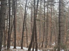 -帽儿山国家森林公园