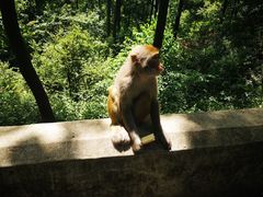 -黔灵山公园