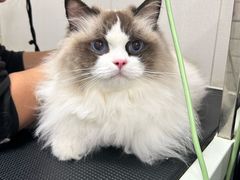 -瑞派宠物医院·犬猫全科·猫友好(宾水西道店)