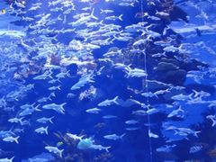 -多彩贵州城极地海洋世界