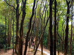 -火炉山森林公园