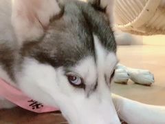 -Husky Go! 哈士奇体验馆·宠物咖啡厅狗咖