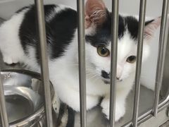 -艾贝尔宠物诊疗