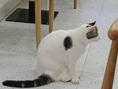 -喵园·猫主题咖啡厅·撸猫·猫咖(国贸店)