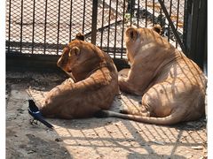 -大连森林动物园