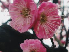 -洋湖国家湿地公园