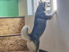-Husky Go! 哈士奇体验馆·宠物咖啡厅狗咖