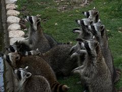 -灵玲国际马戏城