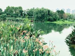 -洋湖国家湿地公园