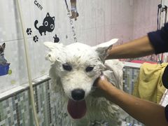 -天使宠物医院·犬猫分诊(彩虹店)