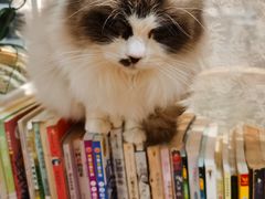 -共舞时光猫咖·狗咖(新街口店)