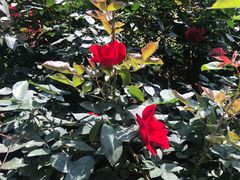 -人民公园(罗湖区)