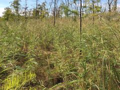 -春花秋色城市公园