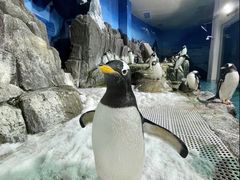 -成都浩海立方海洋公园