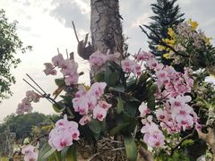 -东莞植物园