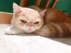 -飞行喵MR PILOT|猫舍·猫咖(静安大融城店)