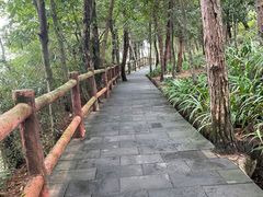 -铁山坪森林公园