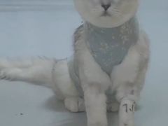 -谐和益家动物医院·免疫绝育·血液透析·宠保定点医院(高新伊藤分院)