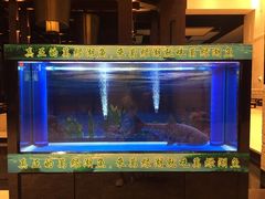 -河源万绿湖美思威尔顿酒店