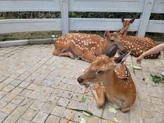 -北京野生动物园