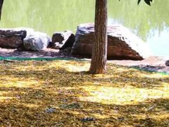 -大兴滨河森林公园