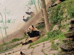 -中国大熊猫保护研究中心雅安碧峰峡基地