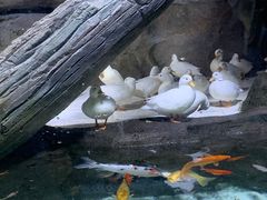 -海合安青岛极地海洋公园