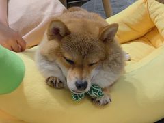 -逗柴咖啡屋·狗咖猫咖宠物桌游