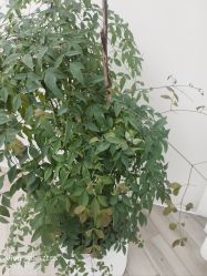 -HEYAN荷妍专业脱毛连锁机构
