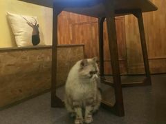 -猫色咖啡·猫咖