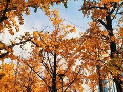 -百林公园-两江幸福广场