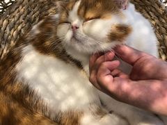 -飞行喵MR PILOT|猫舍·猫咖(静安大融城店)
